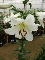 [4133 Forever No02.JPG]